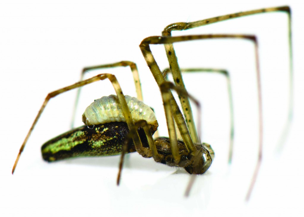 Cette larve de guêpe du genre Polysphincta sp (Hyménoptera; Ichneumonidae) se fixe sur le dos des araignées de la famille des Tetragnathidae afin de les parasiter. Cet insecte ectoparasite aspire l'hémolymphe de l'araignée sur laquelle elle est fixée, jusqu'à la mort de l'araignée. La larve tisse ensuite un cocon dans la toile de l'araignée et se métamorphose en une guêpe solitaire.
