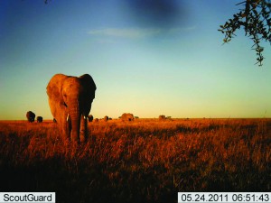 elephants-at-sunrise