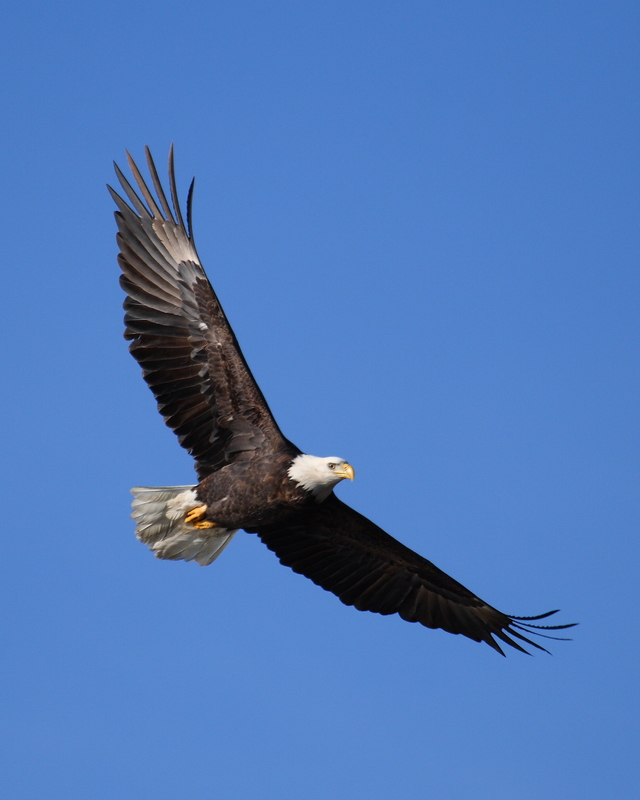 Un aigle attaque… vraiment?