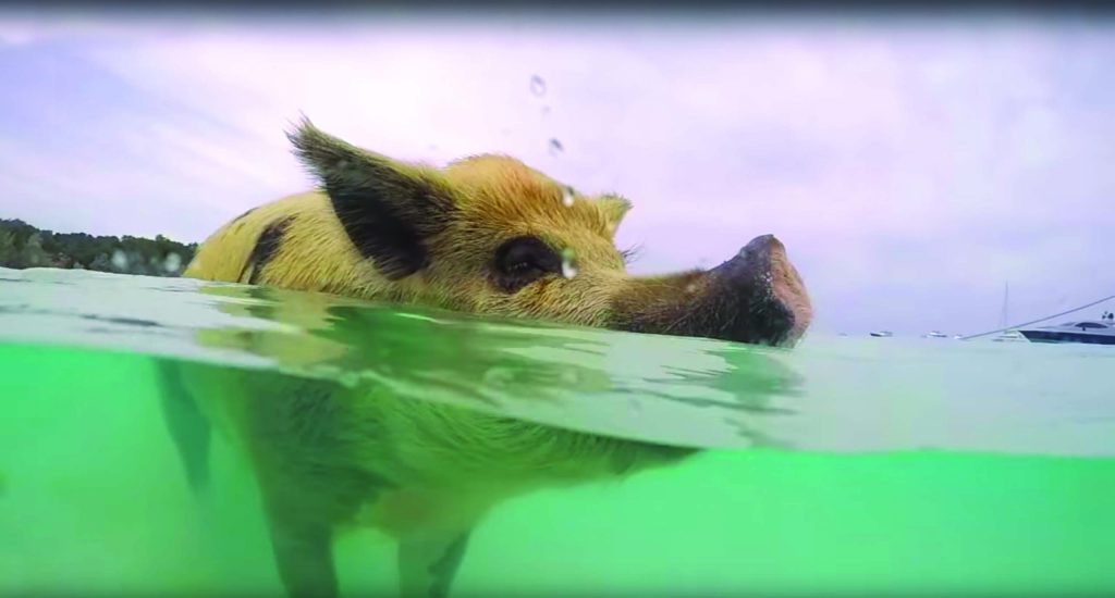 Des cochons à la mer [VIDÉO]