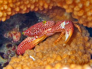 Encyclopédie des solutions: crabe de ménage