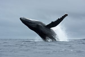 Braconnage de baleines