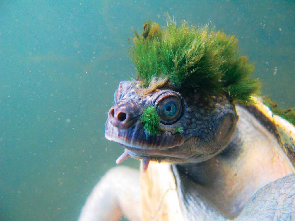 Cette tortue punk qui respire par les fesses est menacée