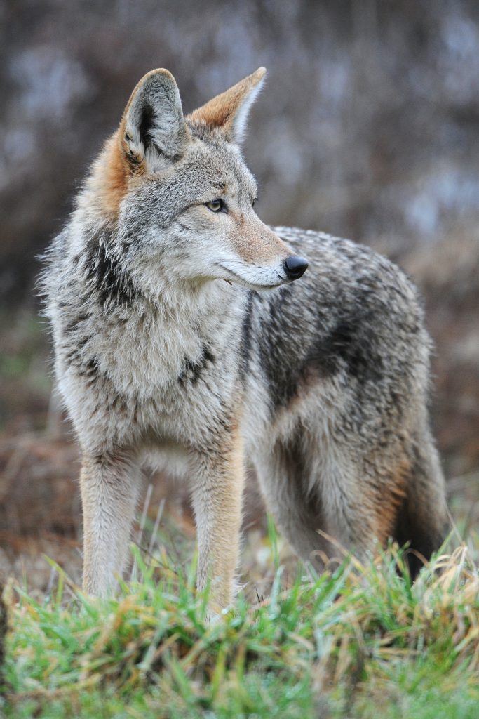 16 coyotes pour un manteau !