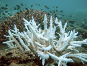 Les coraux dans de beaux draps