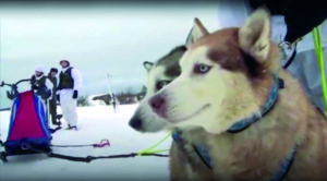 Des chiens huskies recrutés par l’armée russe
