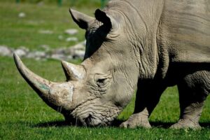 La disparition des rhinocéros