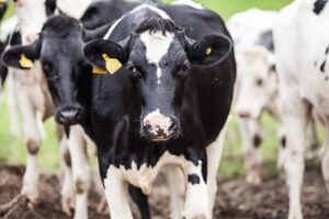 Les vaches, un problème pour l’environnement?