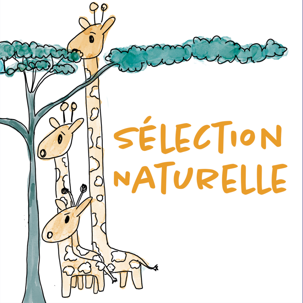 Info Doodle : Sélection naturelle