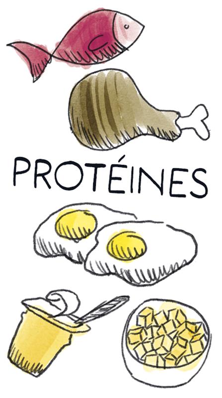 Info Doodle : Les protéines