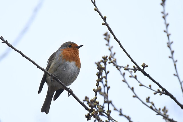 Science en une – Spécial oiseaux